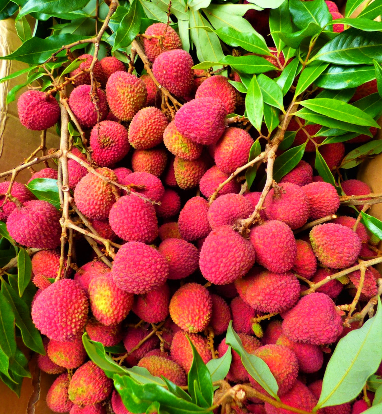 GREEK YOGURT & LYCHEES